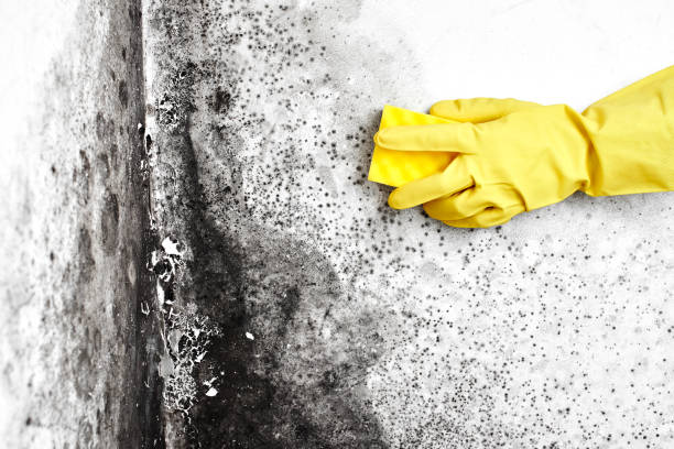 Best Asbestos and Lead Testing During Mold Inspection  in Granite Bay, CA
