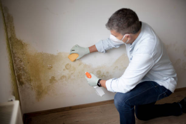 Best Mold-Related Health Consultation  in Granite Bay, CA